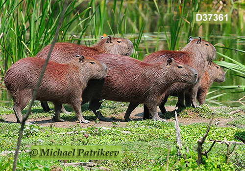 Capybara (Hydrochoerus hydrochaeris)